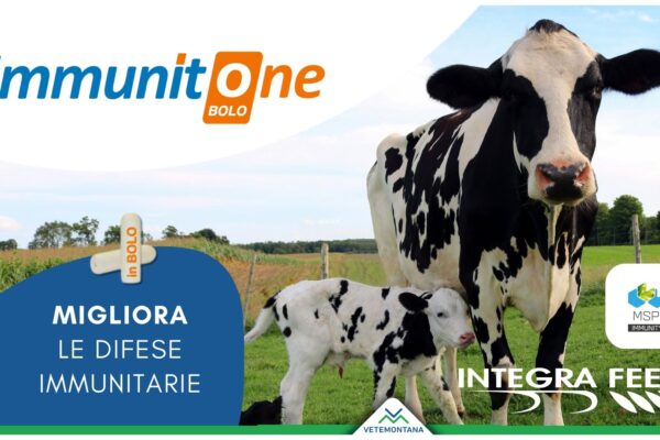 ImmunitOne bolo : performance e salute delle bovine grazie ad un sistema immunitario efficiente